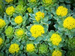 Rhodiola Root